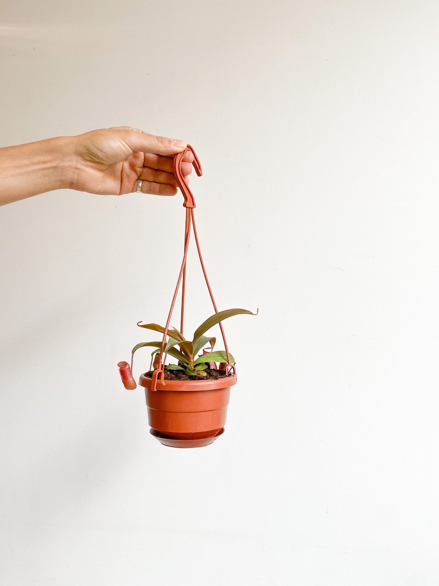 Nephtalie (Nepenthes) * plante carnivore - Alma Plantes