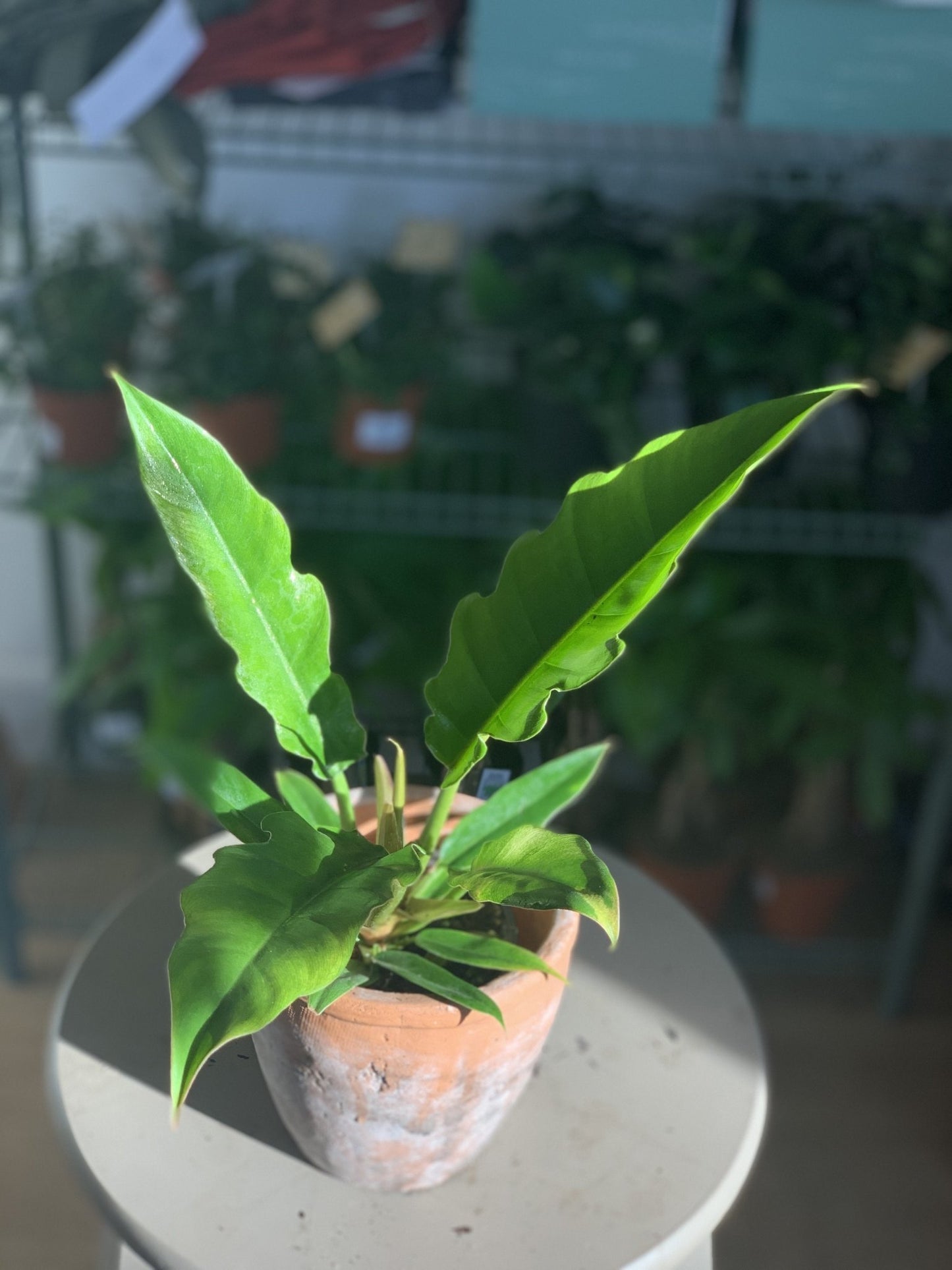 Noah (Philodendron) - Alma Plantes