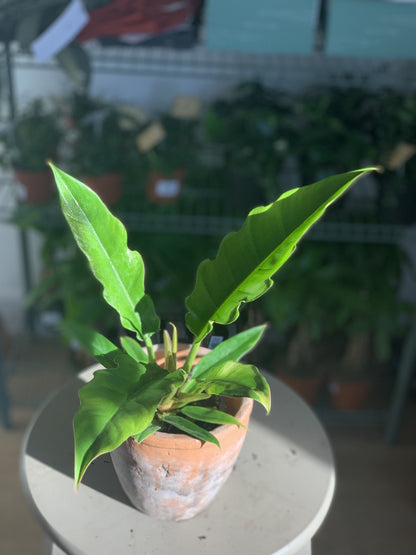 Noah (Philodendron) - Alma Plantes