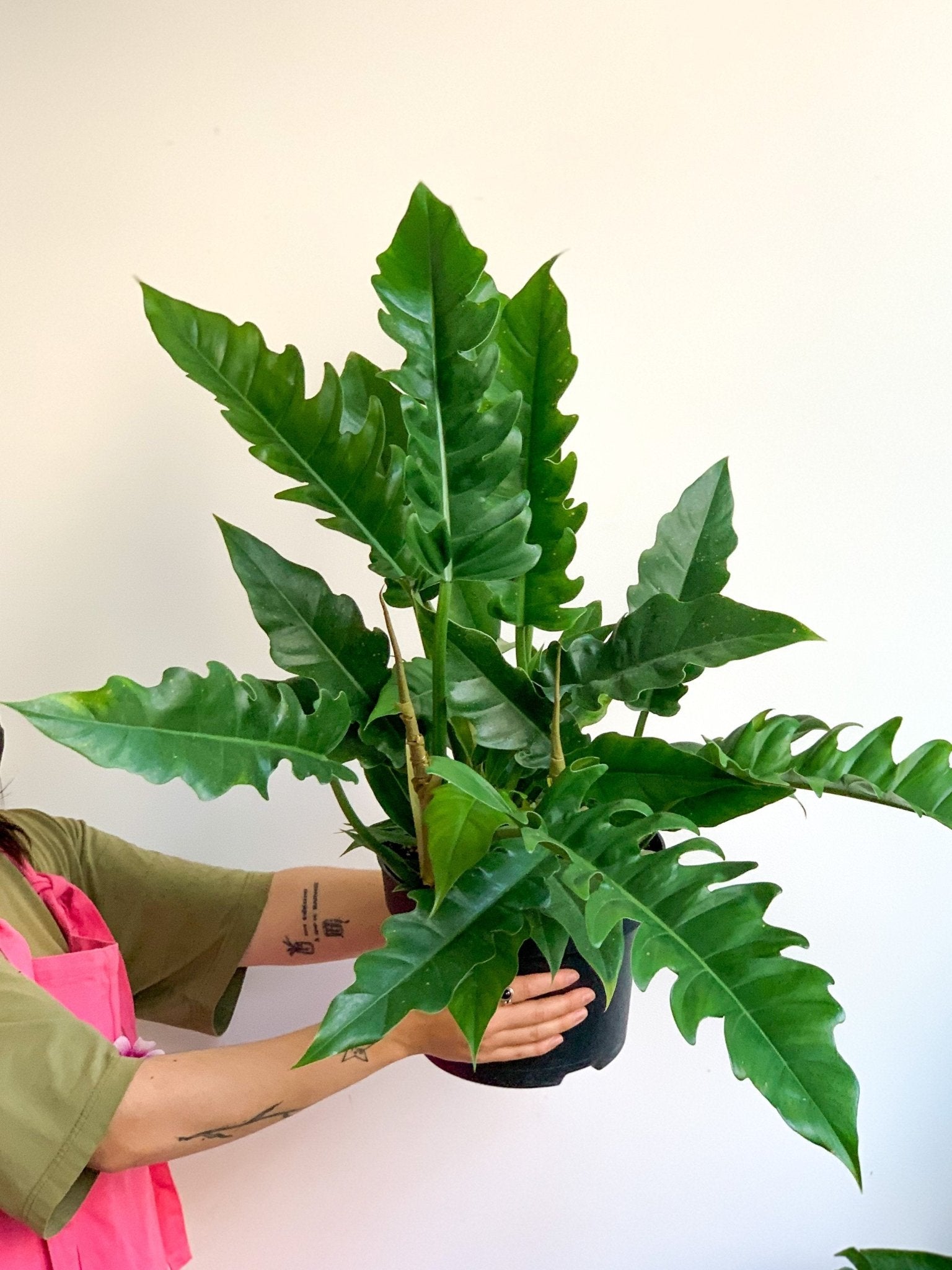 Noah (Philodendron) - Alma Plantes