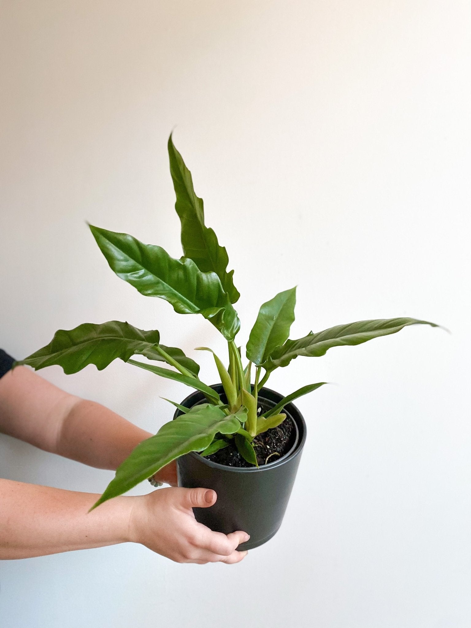 Noah (Philodendron) - Alma Plantes