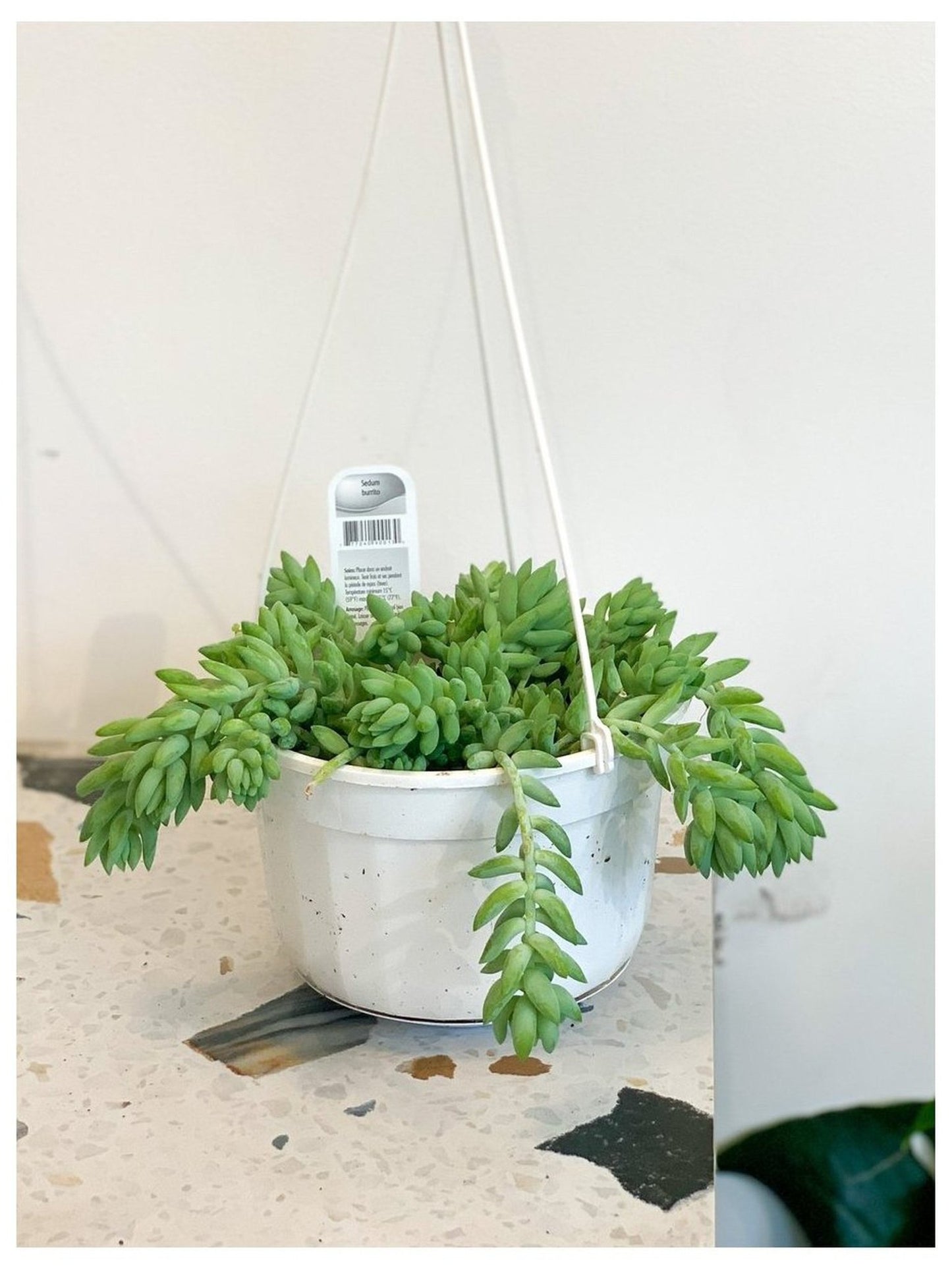 Noémie (Sedum) - Alma Plantes