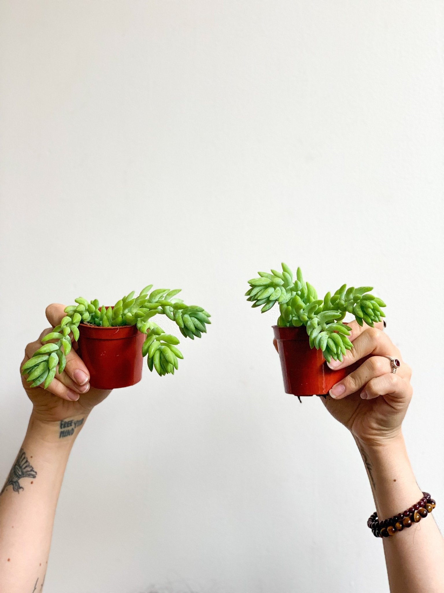 Noémie (Sedum) - Alma Plantes