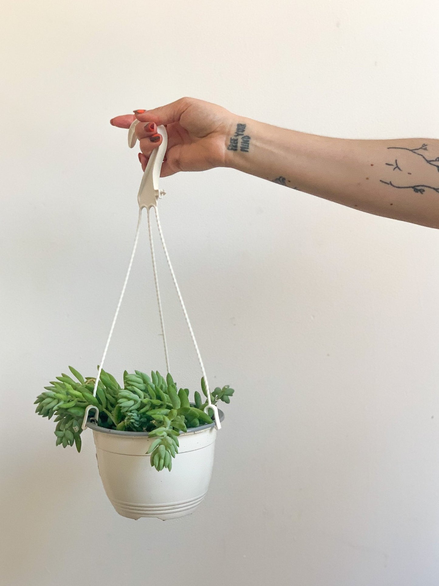 Noémie (Sedum) - Alma Plantes