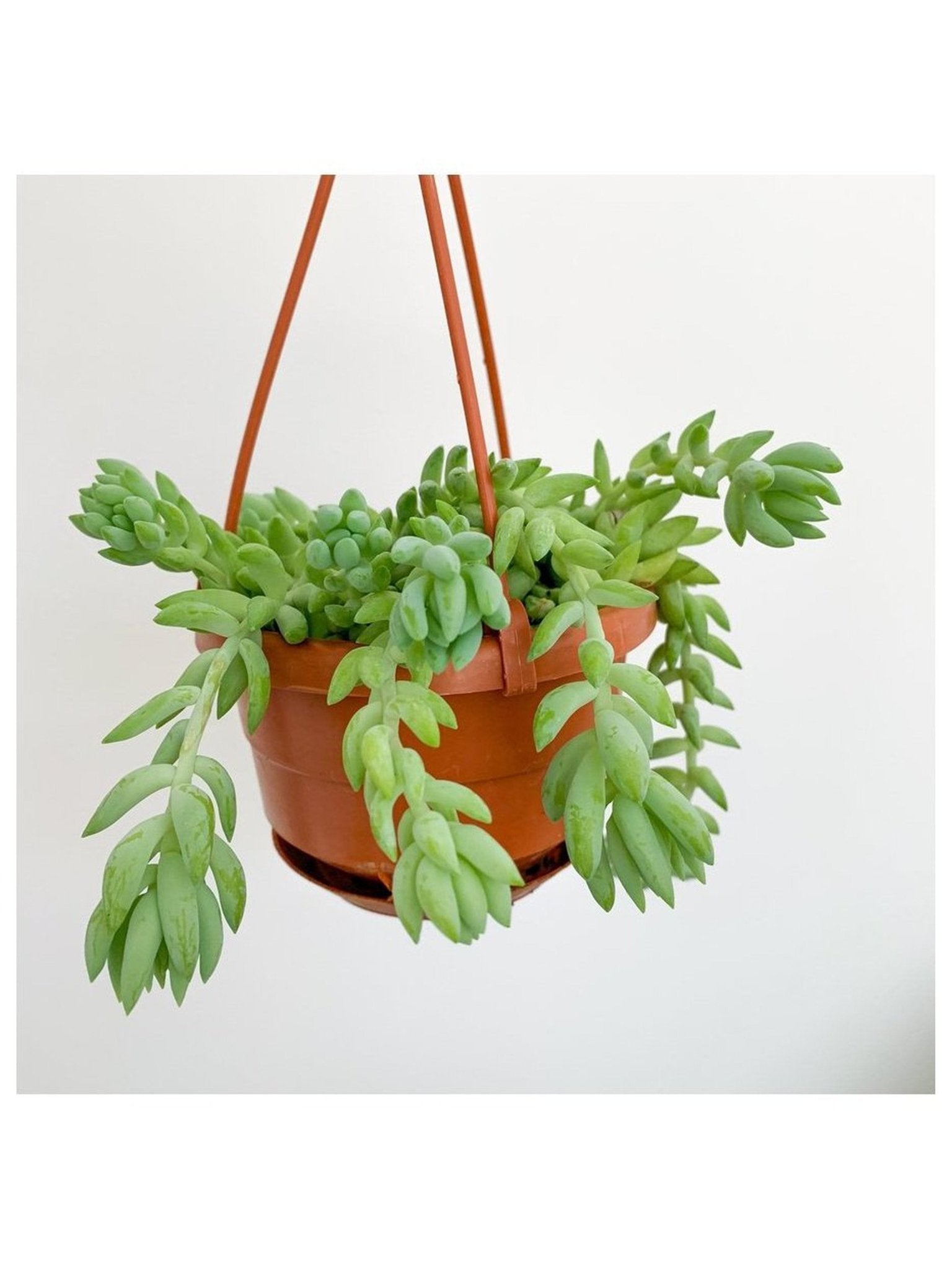 Noémie (Sedum) - Alma Plantes