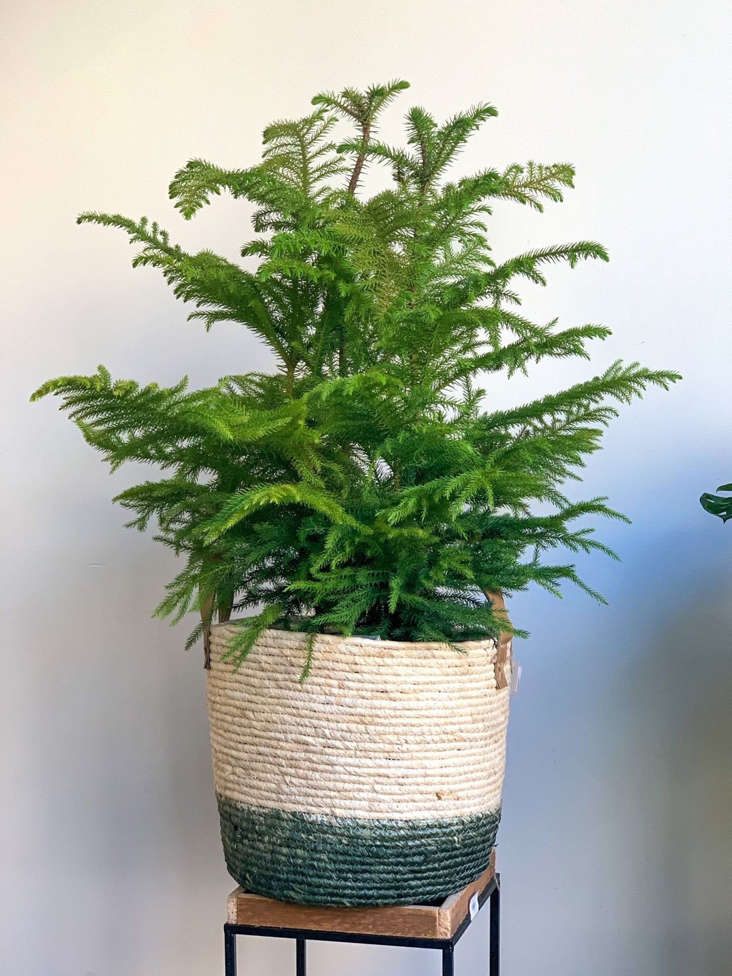 Normand (Pin Norfolk) - Alma Plantes