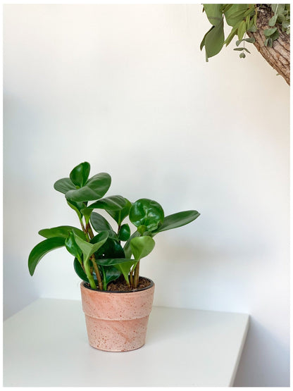 Octave (Peperomia) - Alma Plantes
