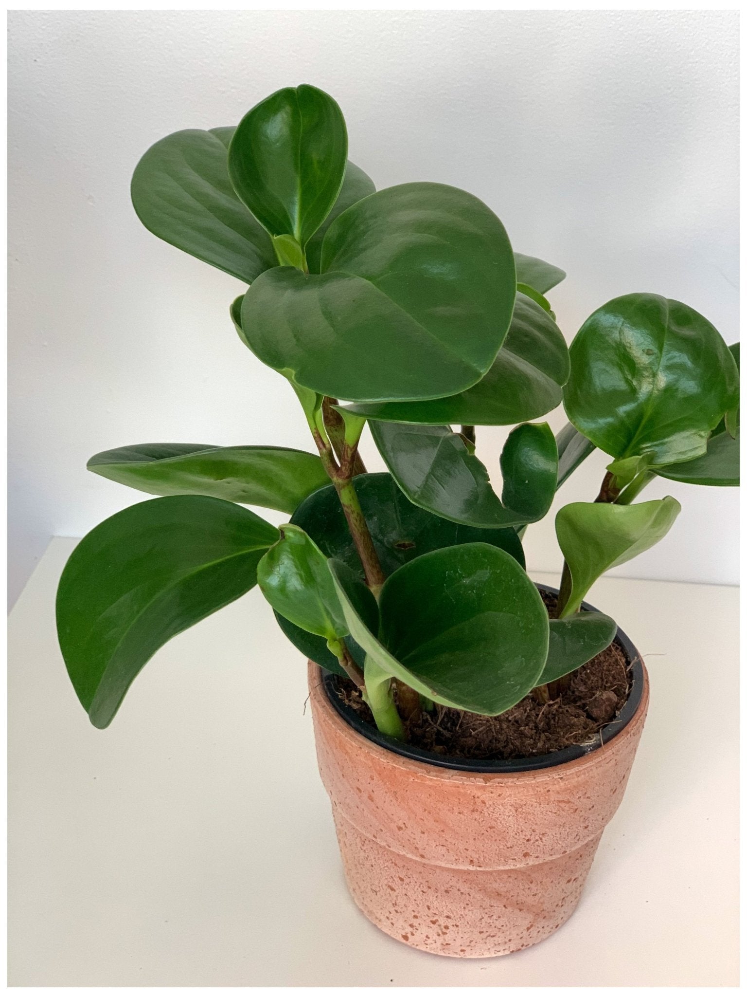 Octave (Peperomia) - Alma Plantes