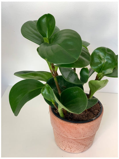 Octave (Peperomia) - Alma Plantes