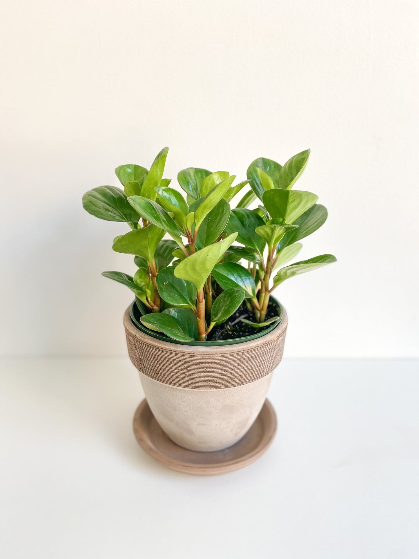 Octave (Peperomia) - Alma Plantes