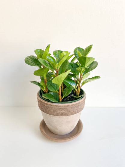 Octave (Peperomia) - Alma Plantes