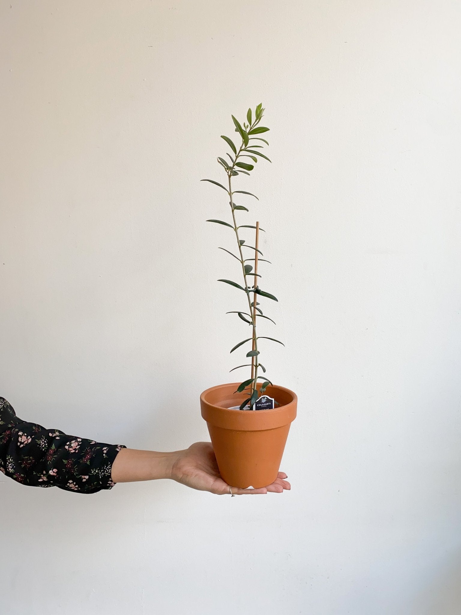 Olea (Olivier) - Alma Plantes