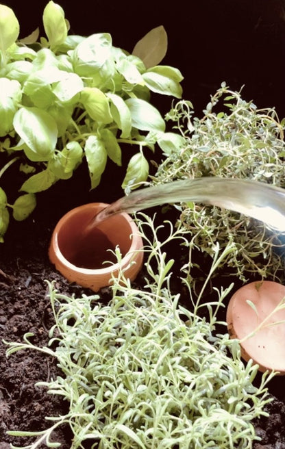 Olla ''Dodu'' - Alma Plantes