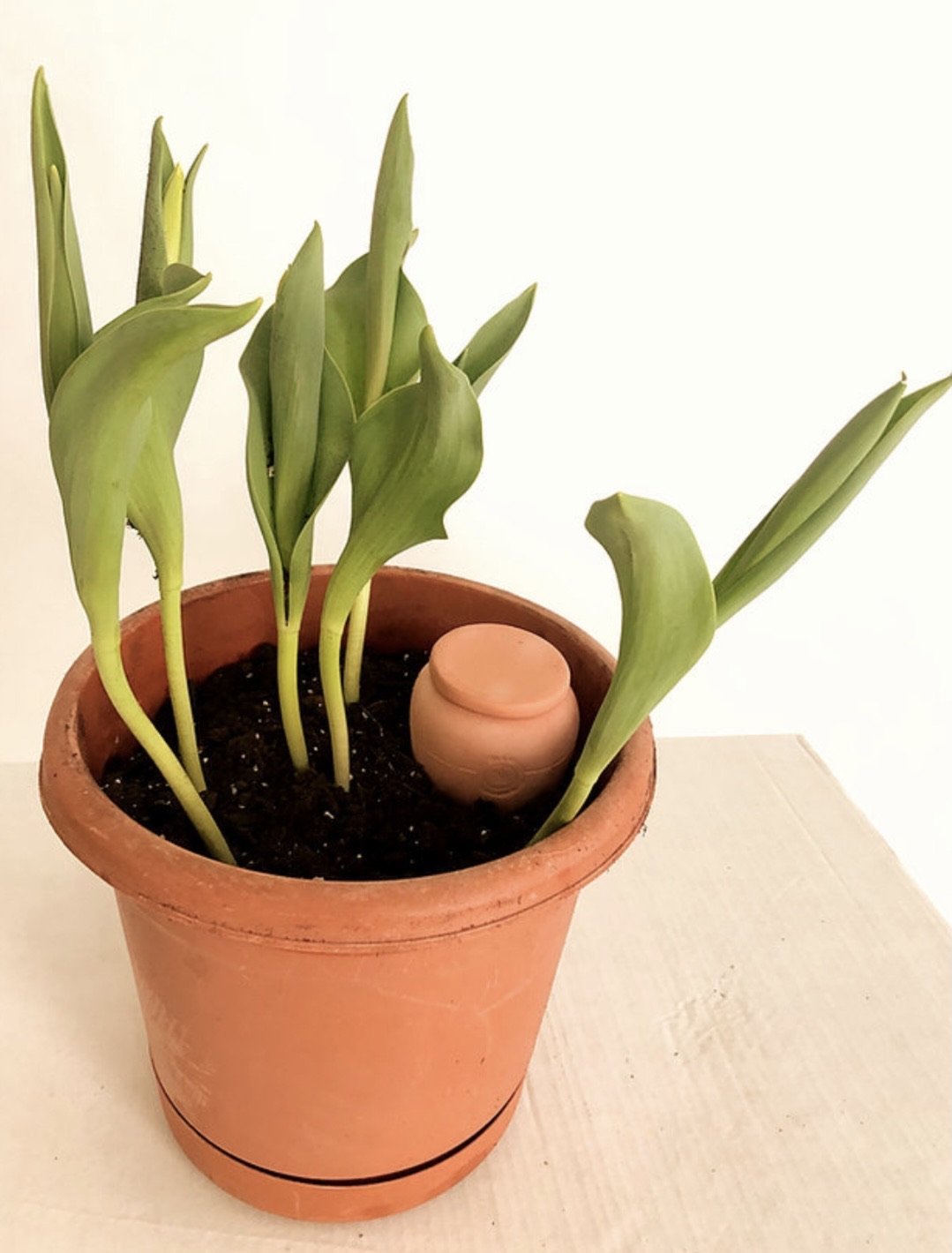 Olla ''Mini'' & ‘’Pointu” - Alma Plantes