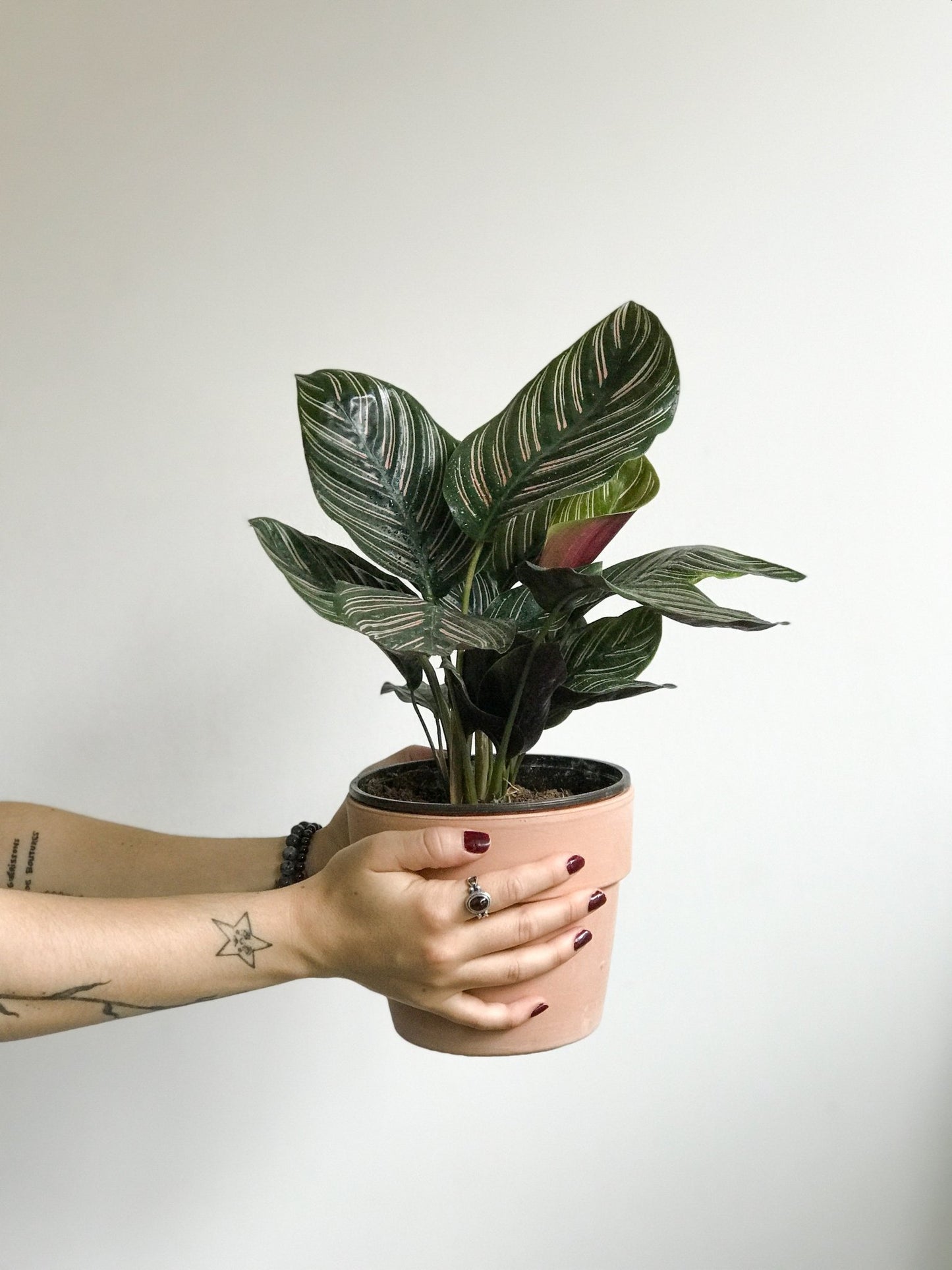 Orélie (Calathea) - Alma Plantes