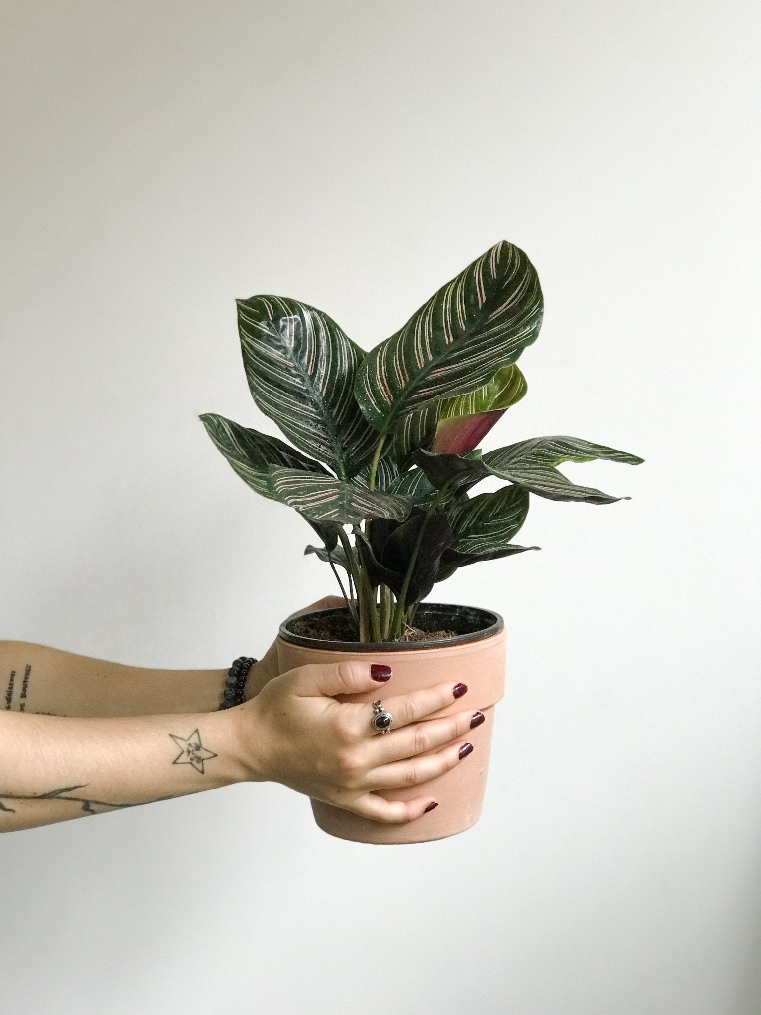 Orélie (Calathea) - Alma Plantes