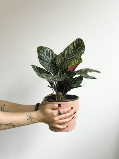 Orélie (Calathea) - Alma Plantes