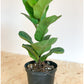 Jeune Fiona (Ficus)