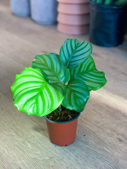 Oskar (Calathea) - Alma Plantes