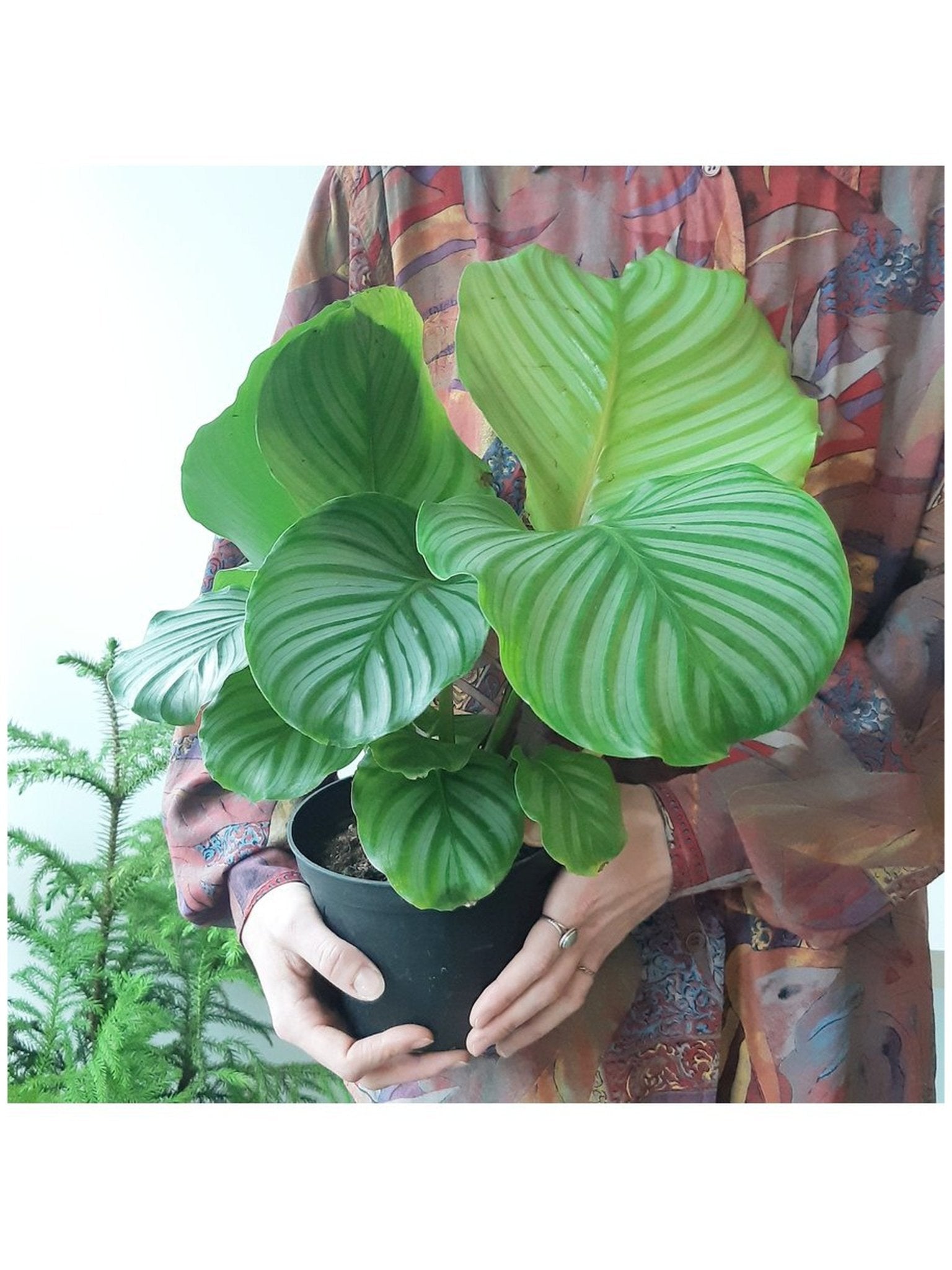 Oskar (Calathea) - Alma Plantes