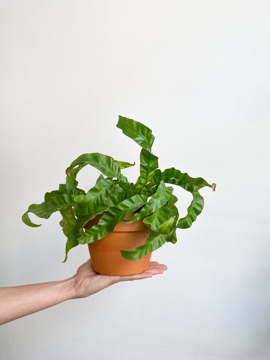 Ouragan (fougère) - Alma Plantes