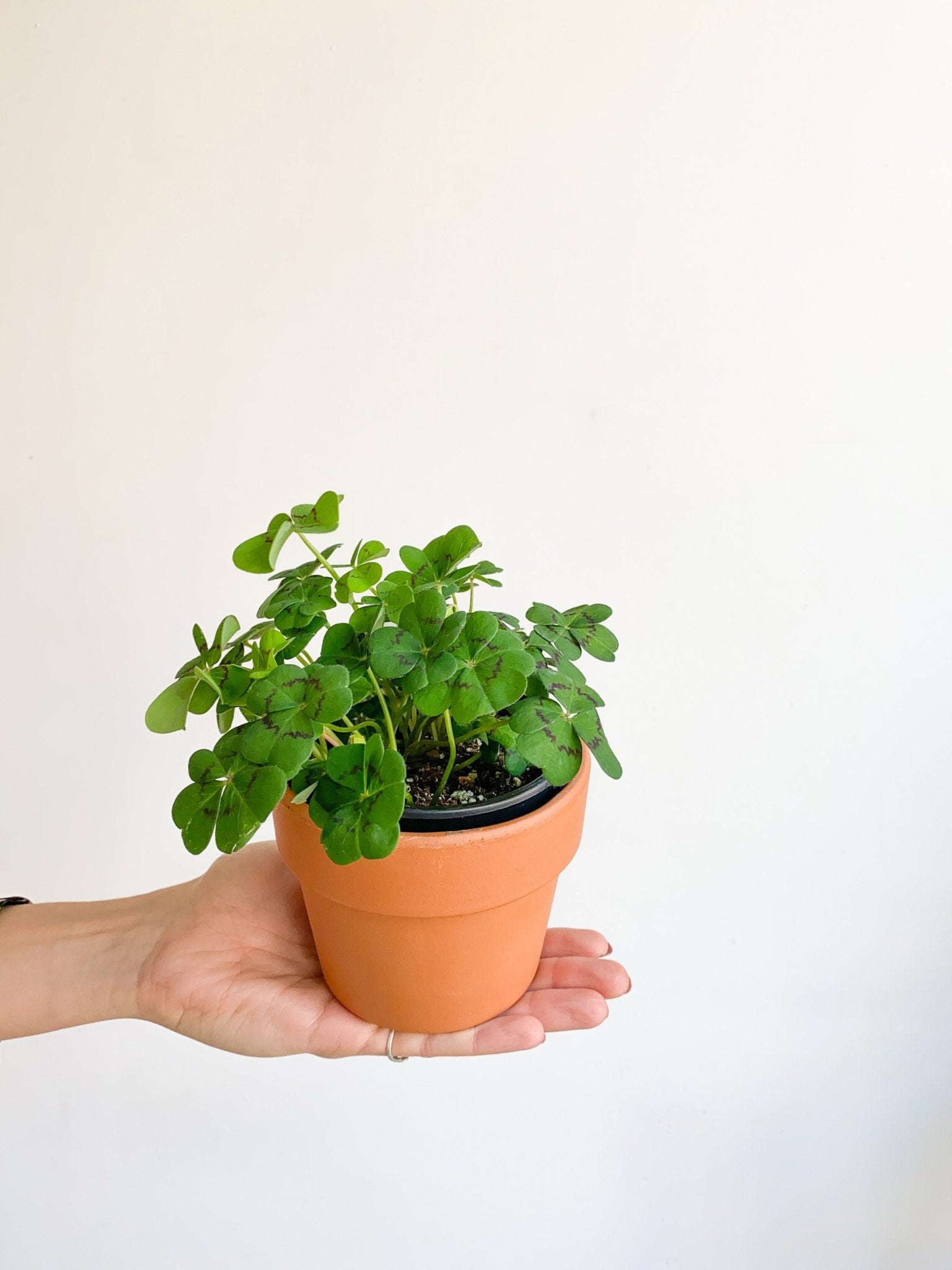 Oxana (Oxalis) - Alma Plantes