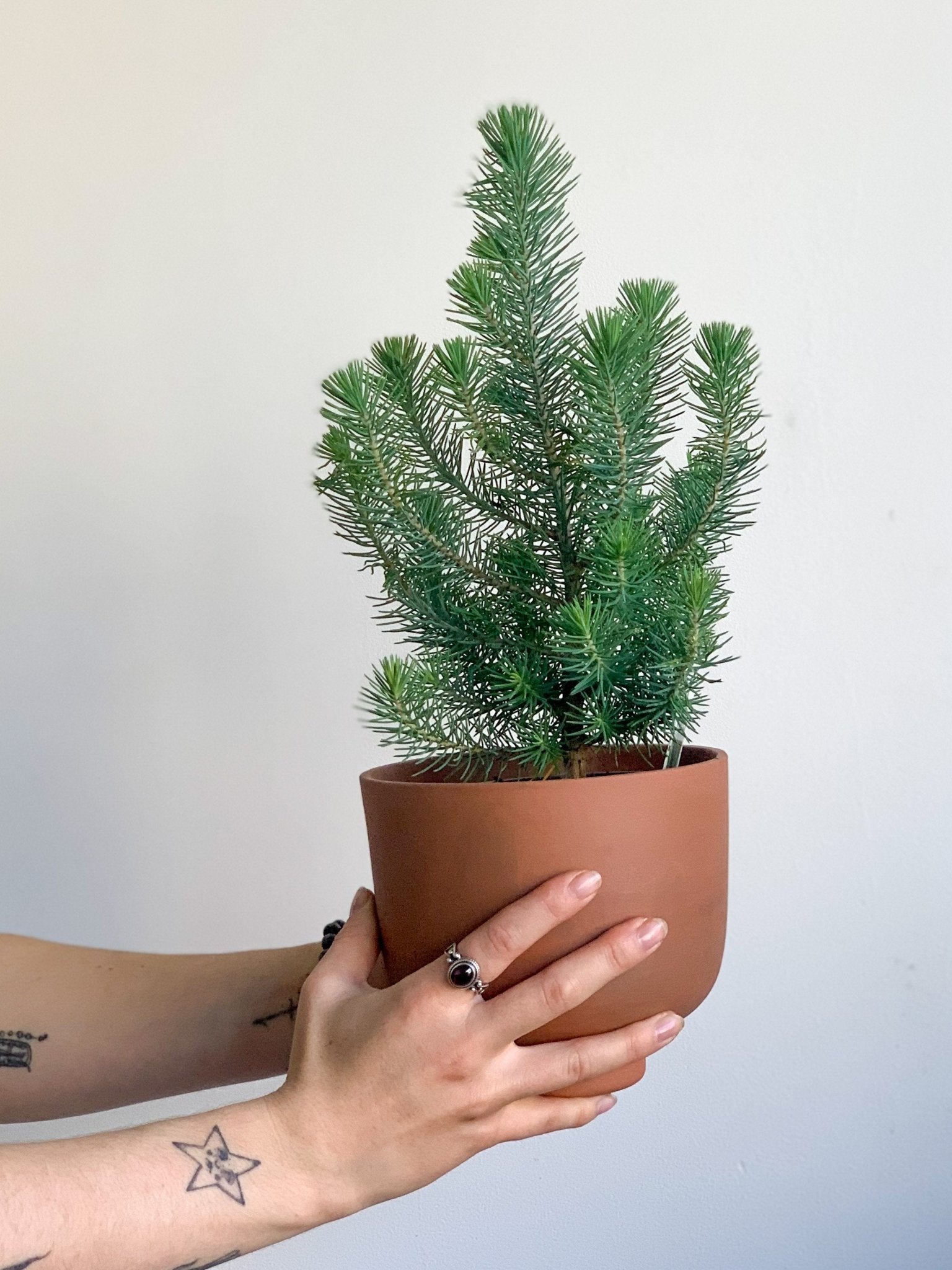 Pamela (Pin Parasol) - Alma Plantes