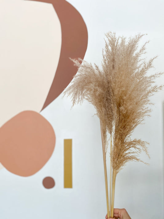 Pampas - grand - Alma Plantes