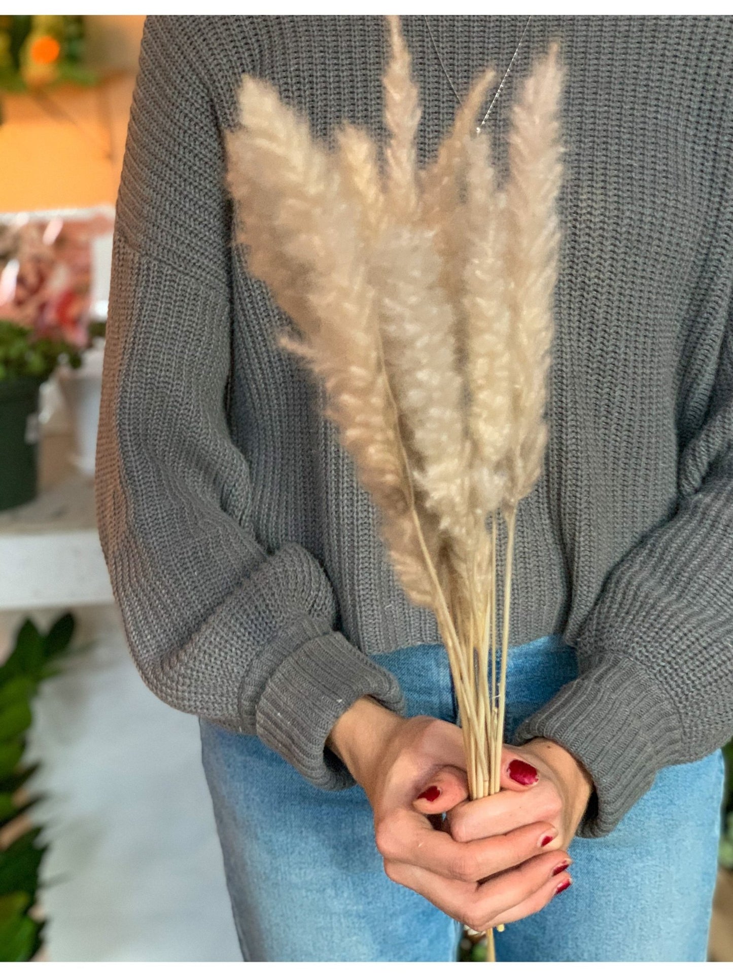 Pampas - petit - Alma Plantes