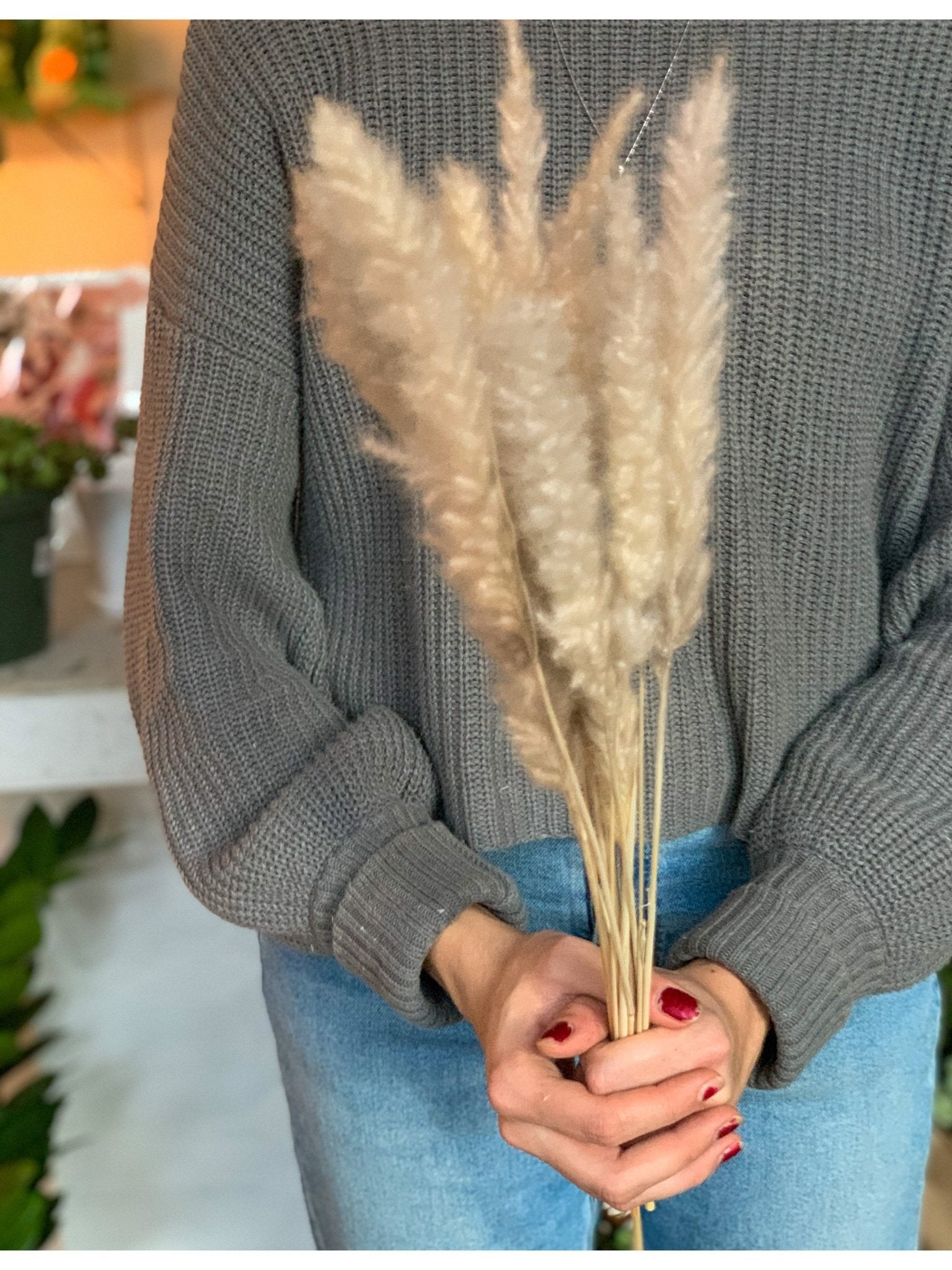 Pampas - petit - Alma Plantes