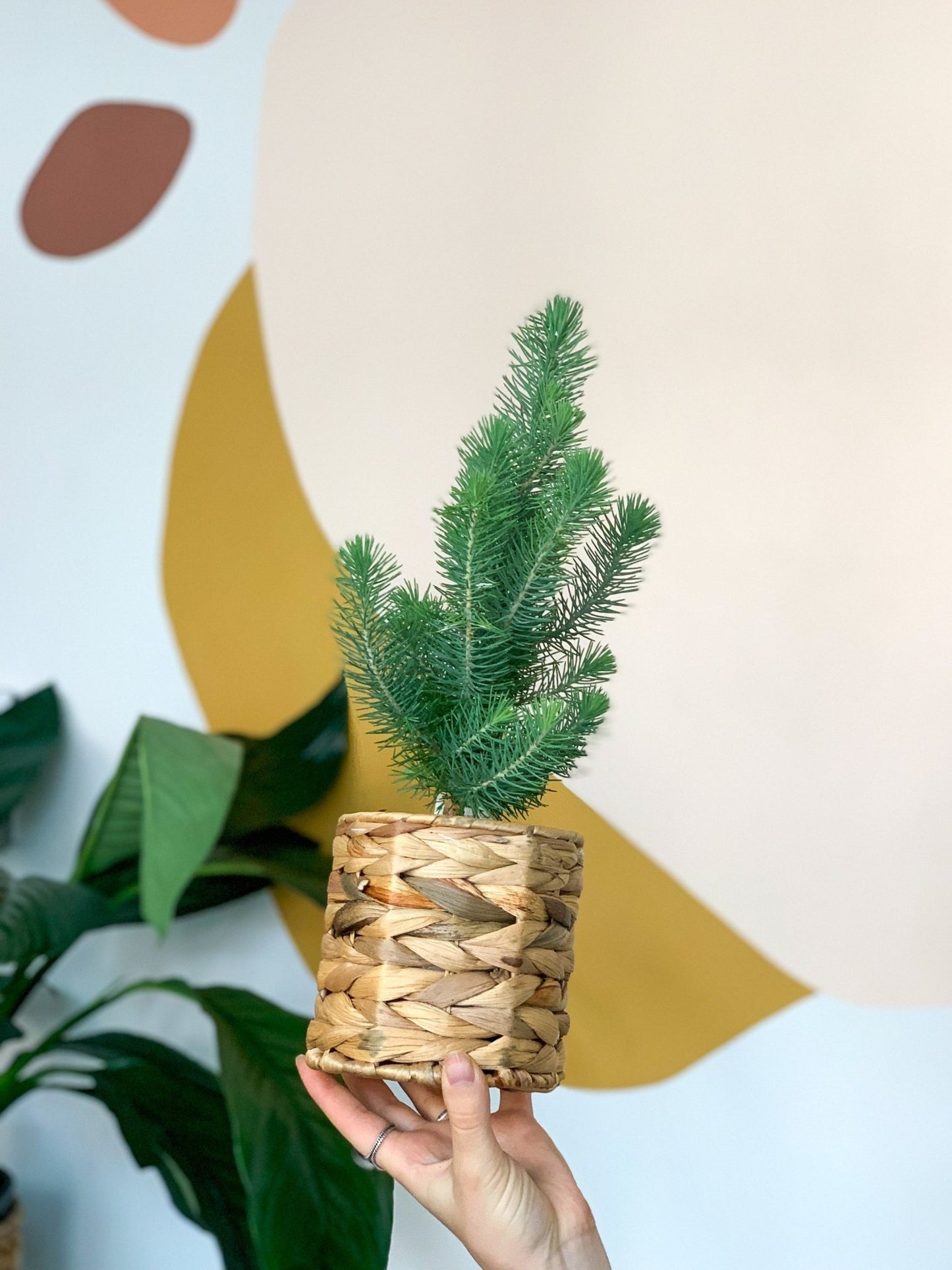 Panier en hyacinthe - Alma Plantes