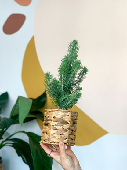 Panier en hyacinthe - Alma Plantes