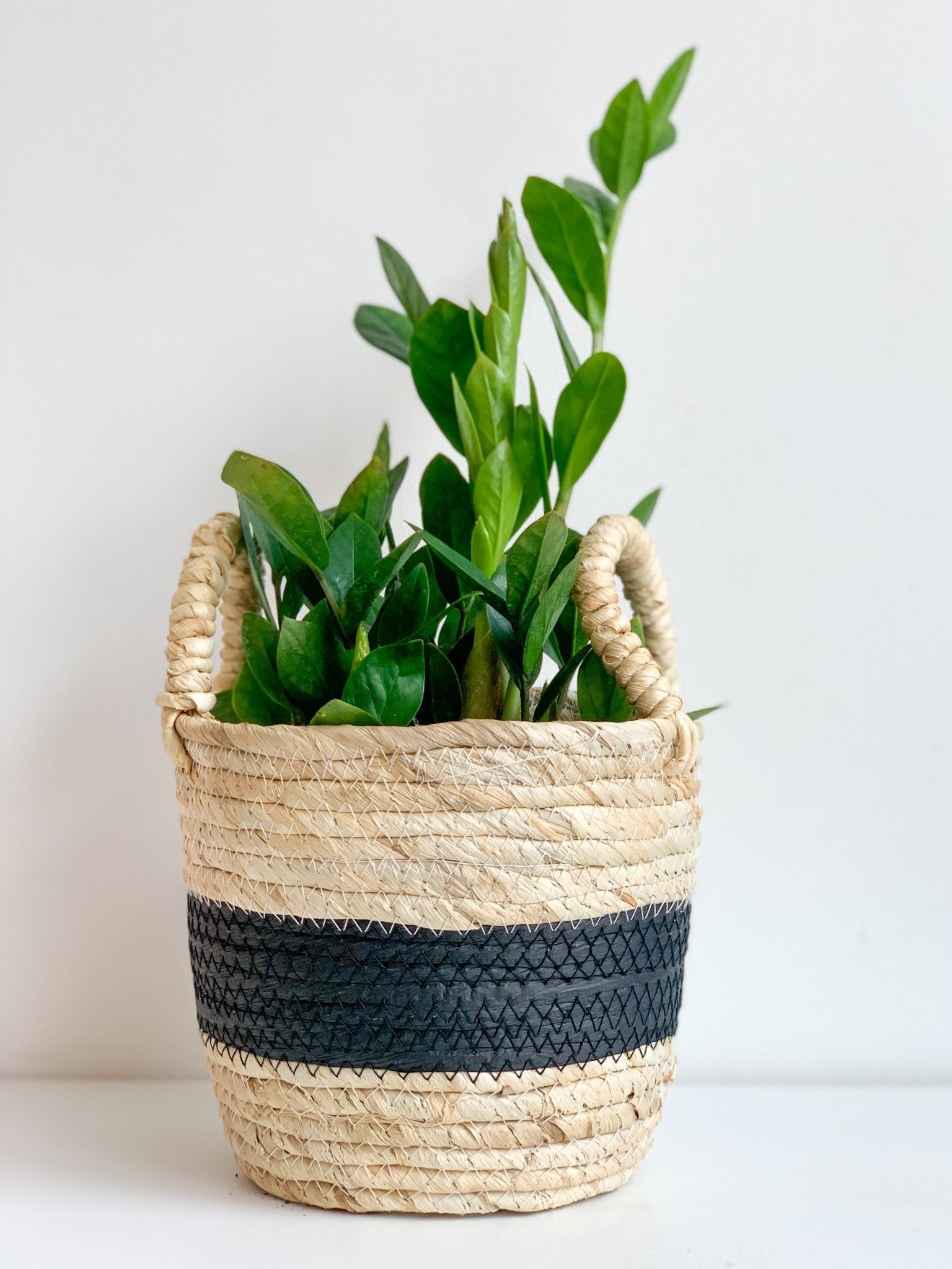 Panier en osier - Noir & Crème - Alma Plantes