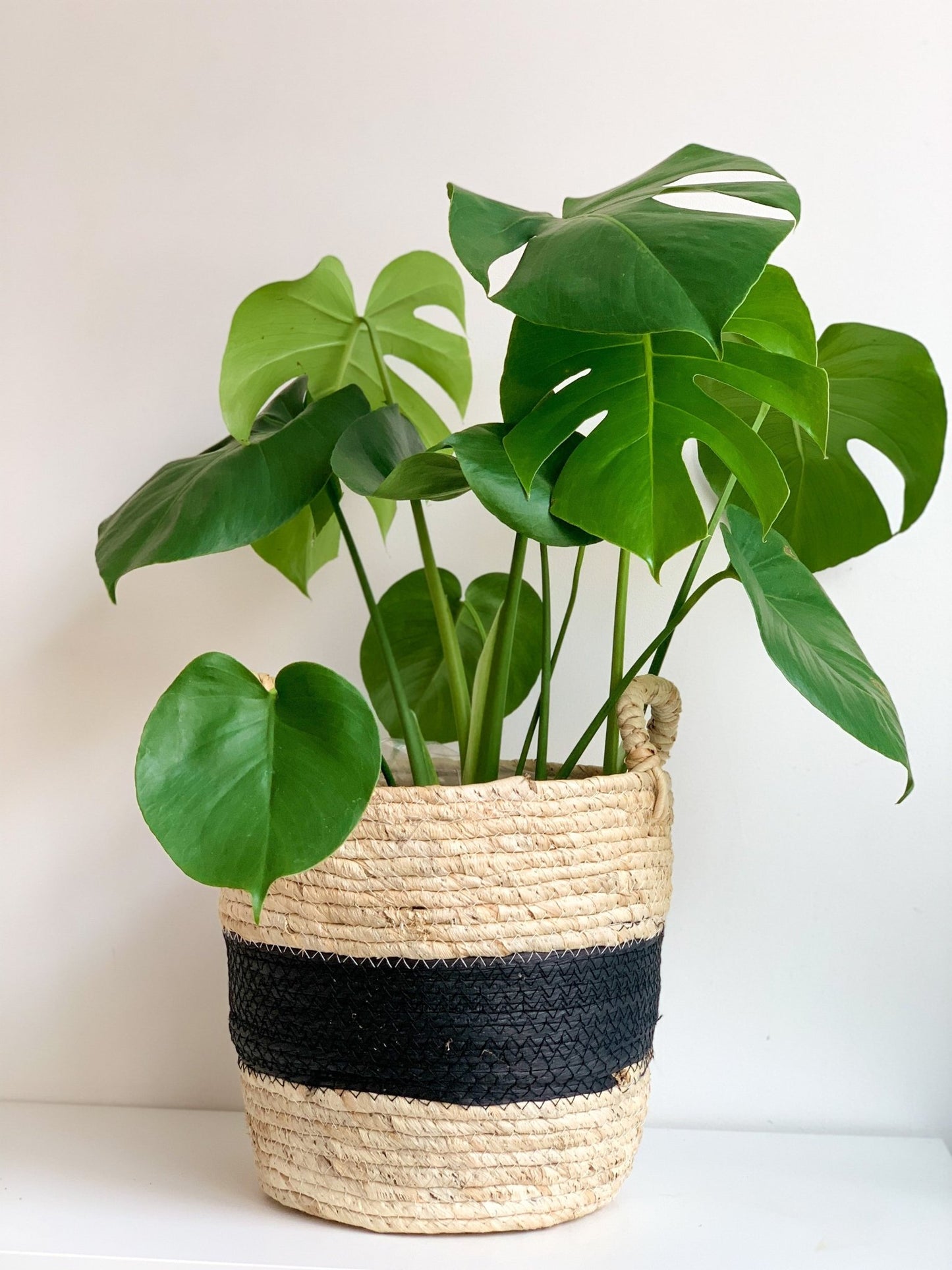 Panier en osier - Noir & Crème - Alma Plantes