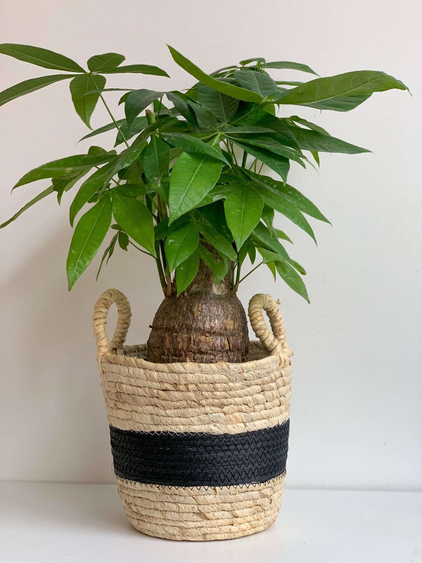 Panier en osier - Noir & Crème - Alma Plantes