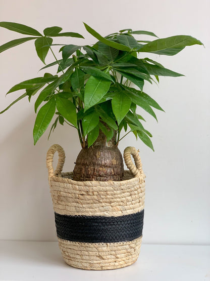 Panier en osier - Noir & Crème - Alma Plantes