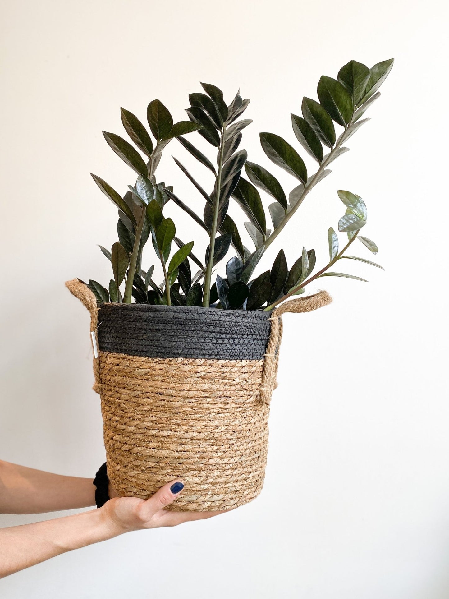 Panier en osier - Noir & Naturel (avec poignées) - Alma Plantes