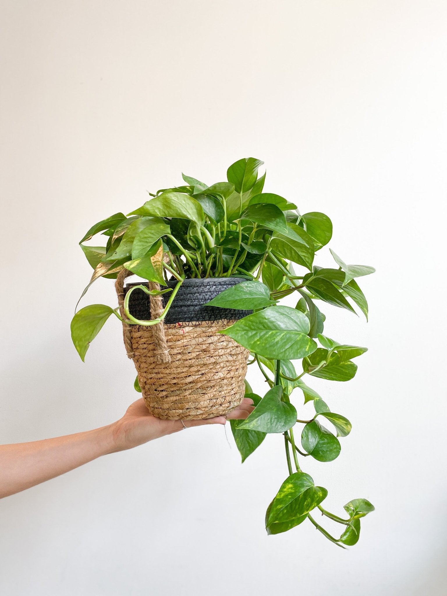 Panier en osier - Noir & Naturel (avec poignées) - Alma Plantes