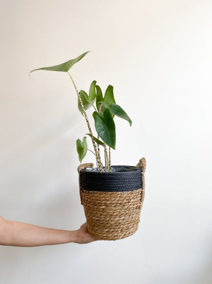 Panier en osier - Noir & Naturel (avec poignées) - Alma Plantes