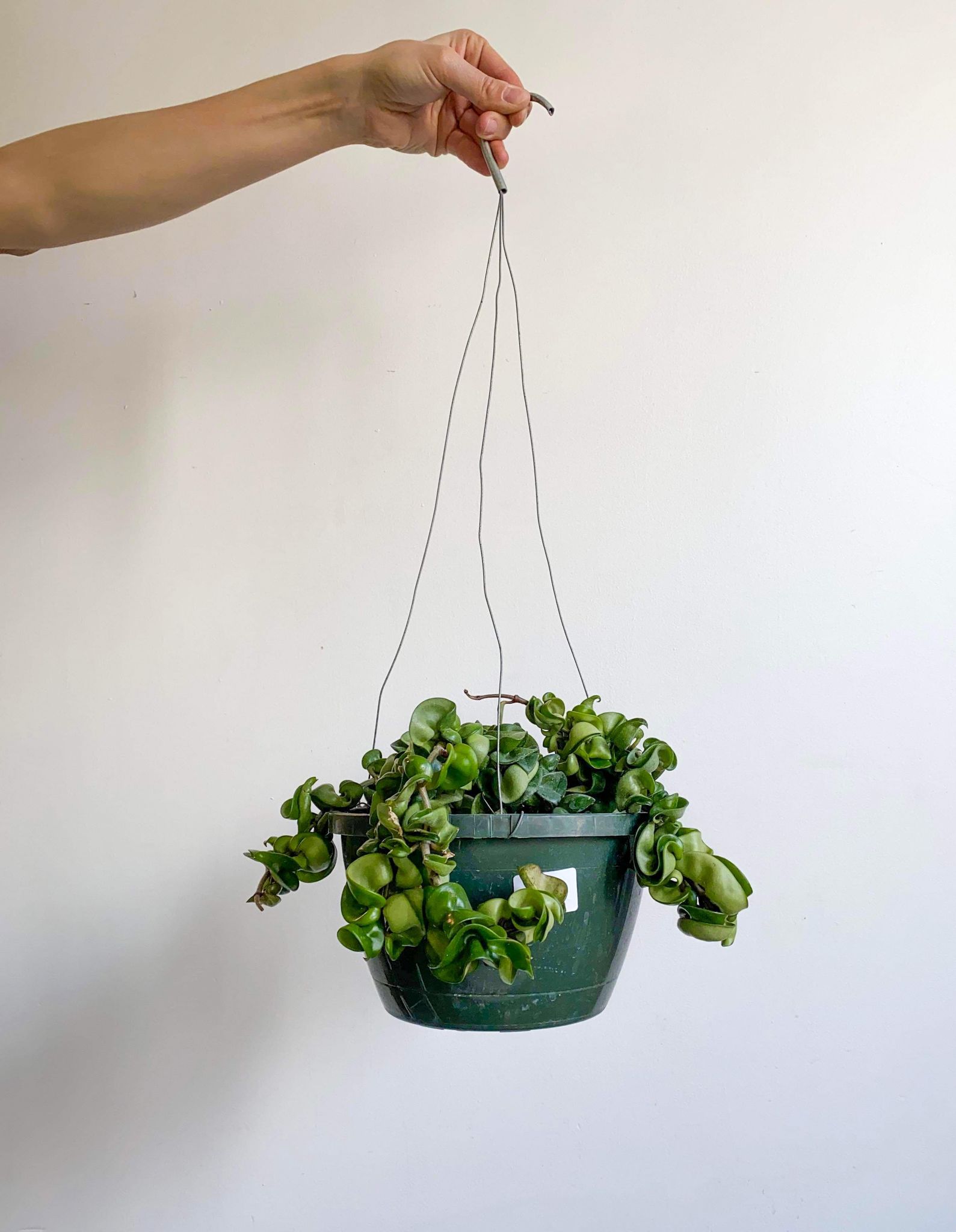 Patel (Hoya) - Alma Plantes