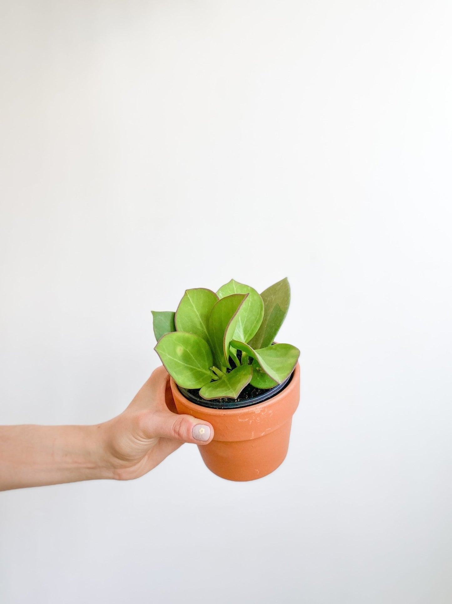 Patrice (Hoya) - Alma Plantes