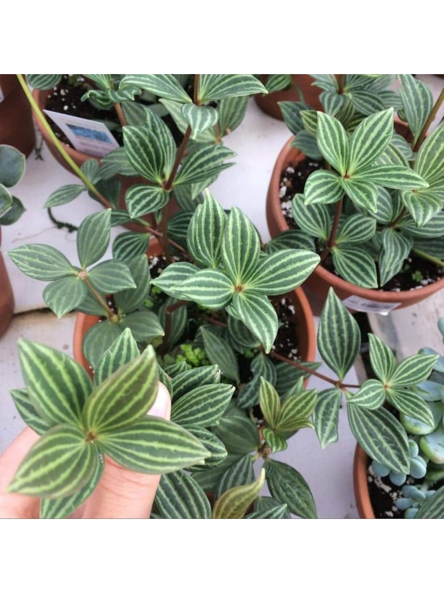 Paula (Peperomia) - Alma Plantes