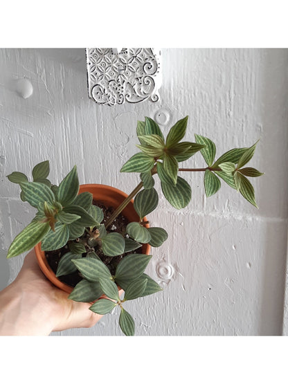 Paula (Peperomia) - Alma Plantes