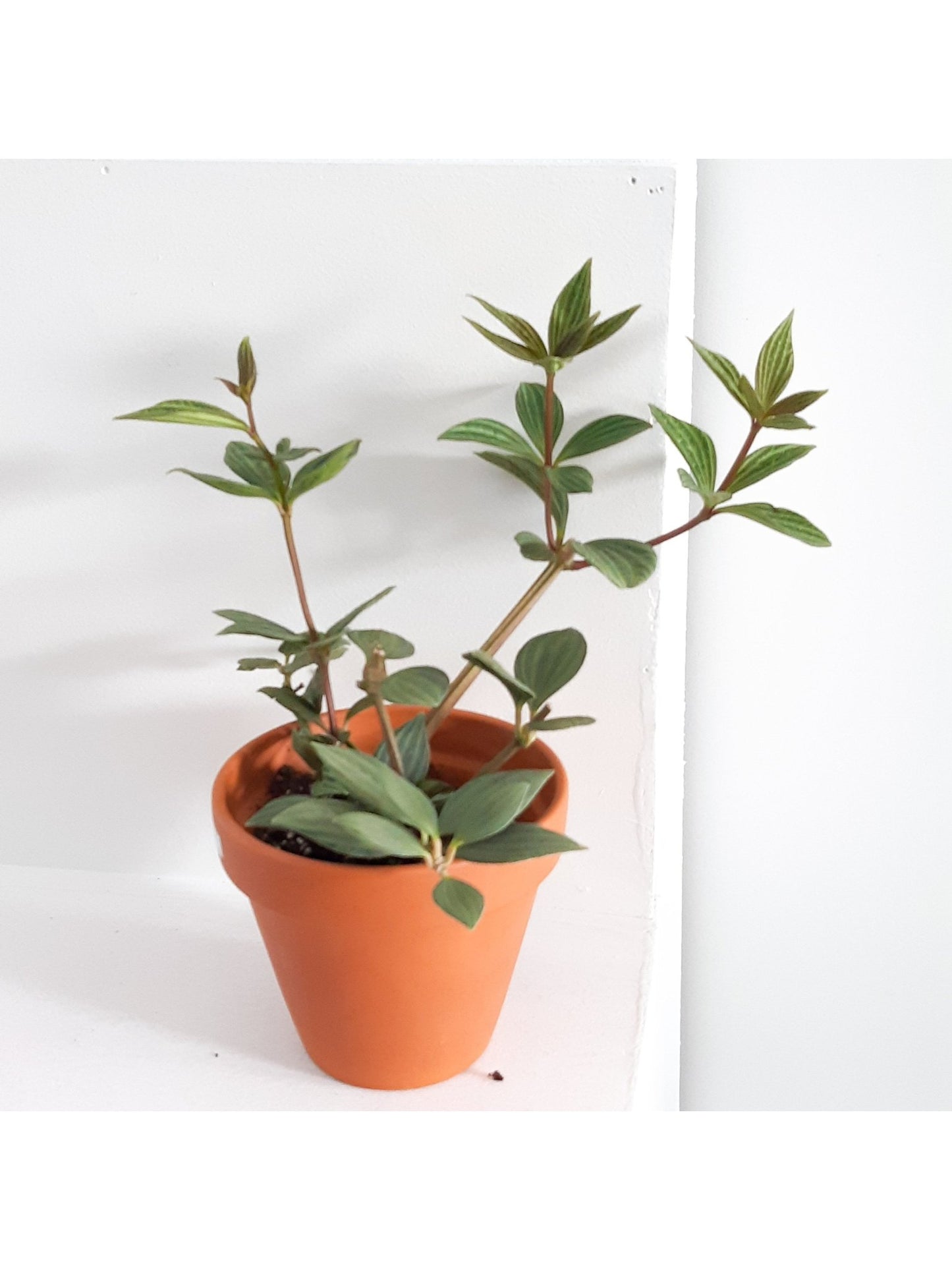 Paula (Peperomia) - Alma Plantes
