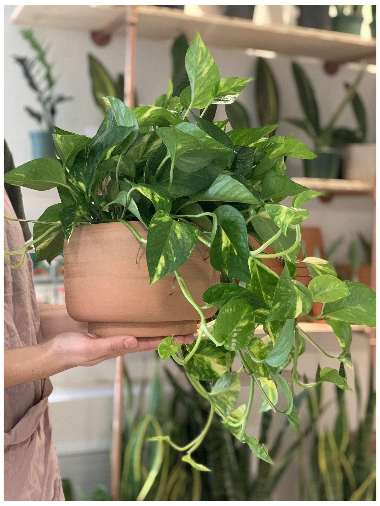 Pauline (Pothos) - Alma Plantes