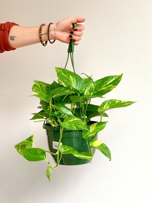 Pauline (Pothos) - Alma Plantes