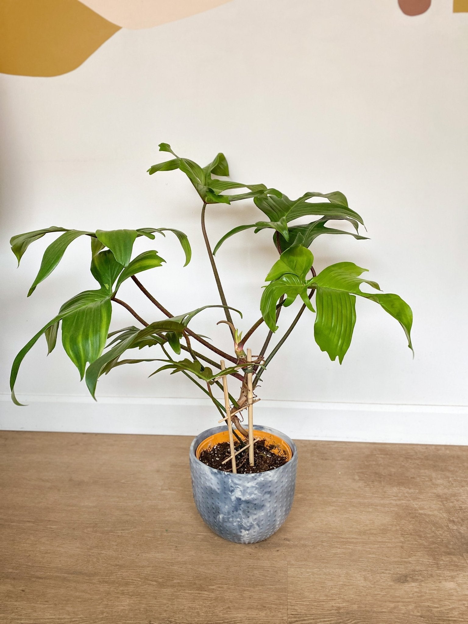 Peda (Philodendron) - Alma Plantes