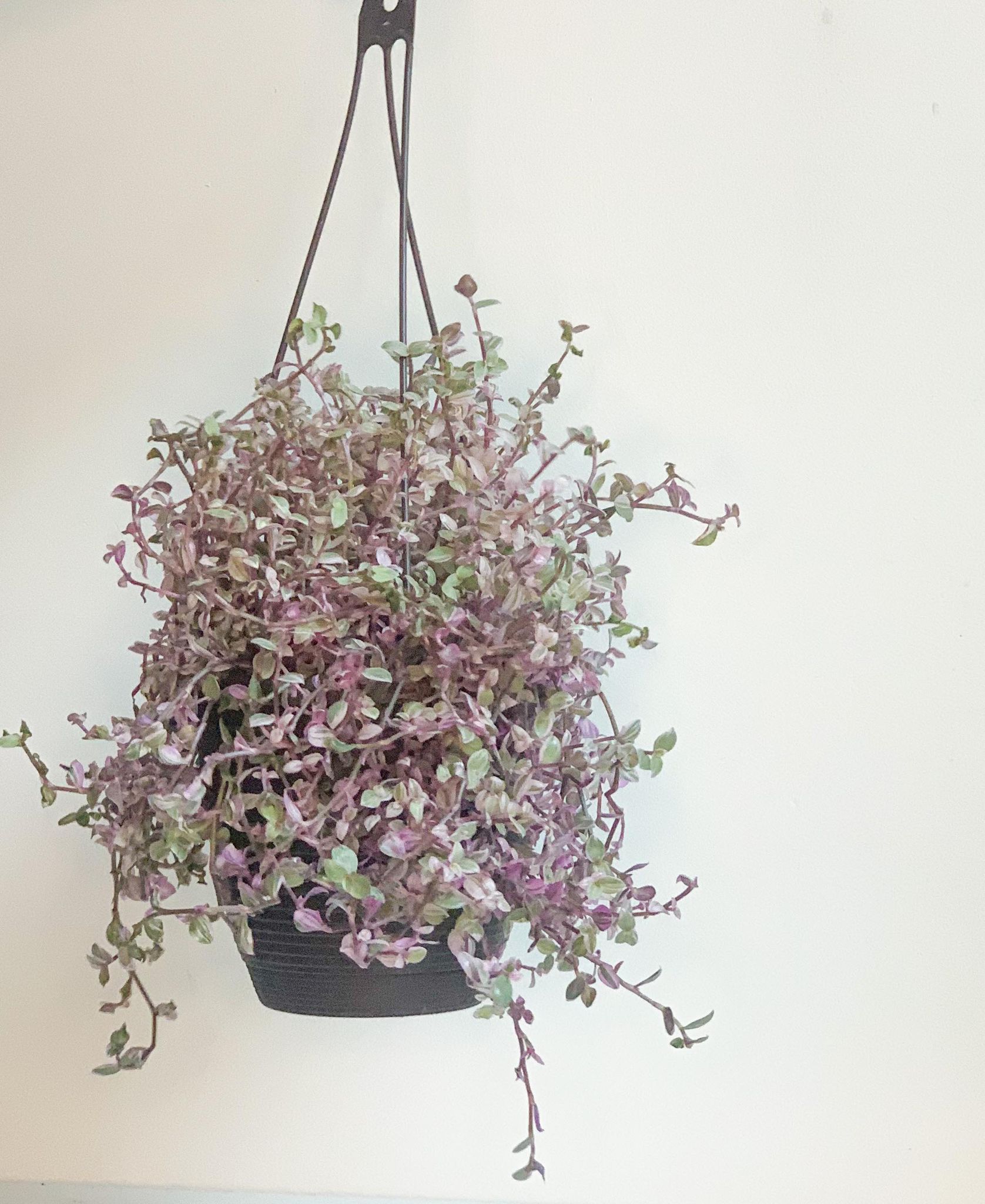 Pénéloppe (Tradescantia) - Alma Plantes