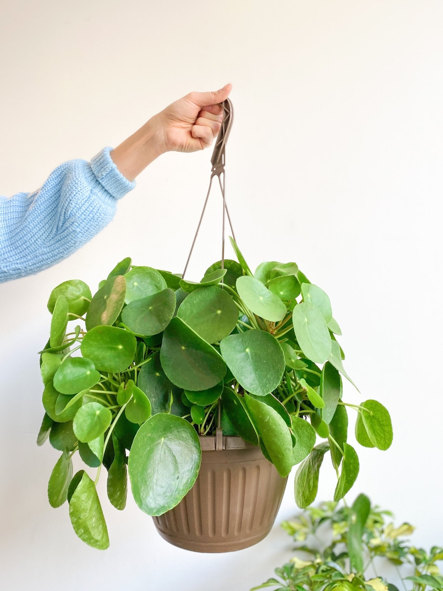 Pepe (Pilea) - Alma Plantes