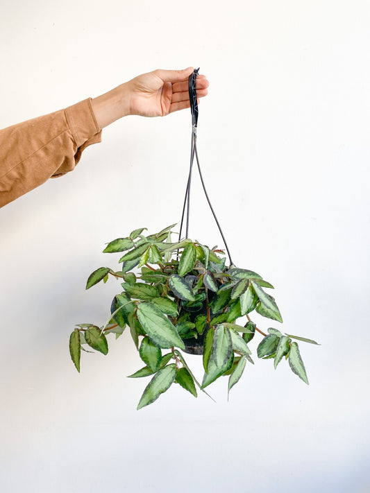 Péroline (Pellionia) - Alma Plantes